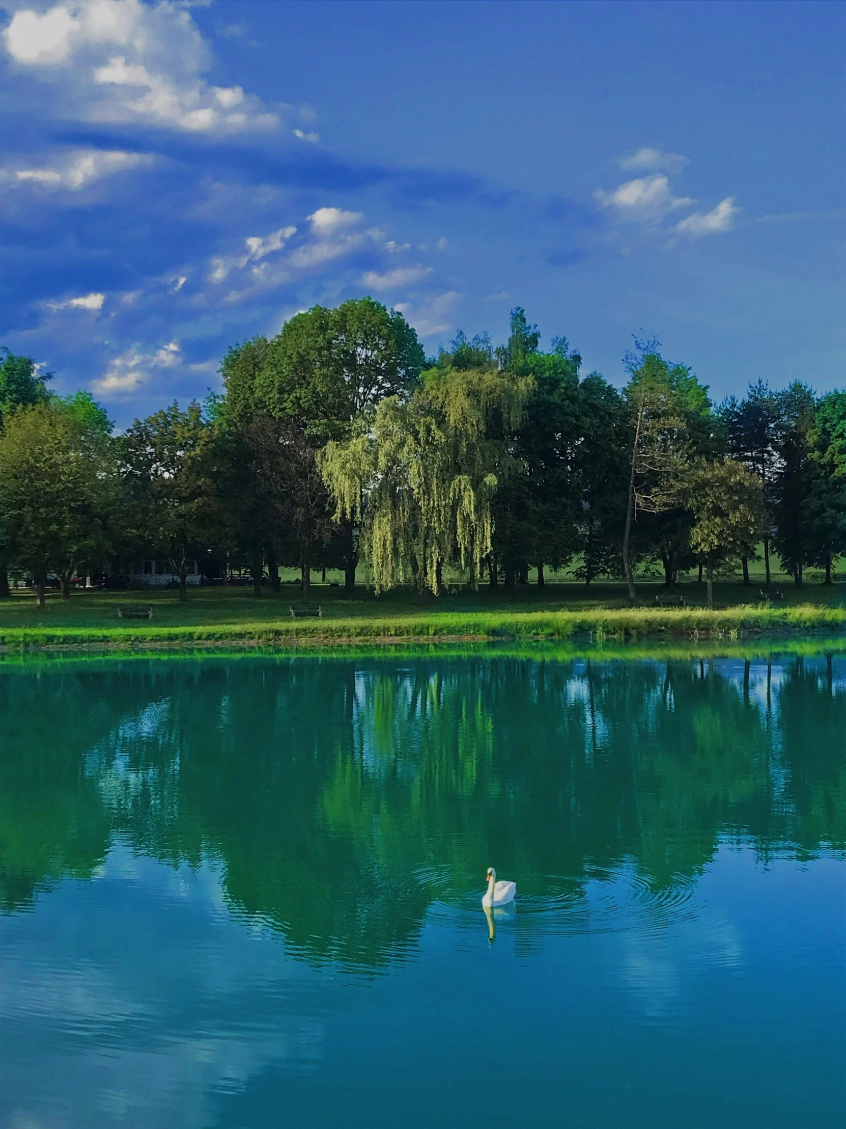 a white duck swimming in a lake near trees