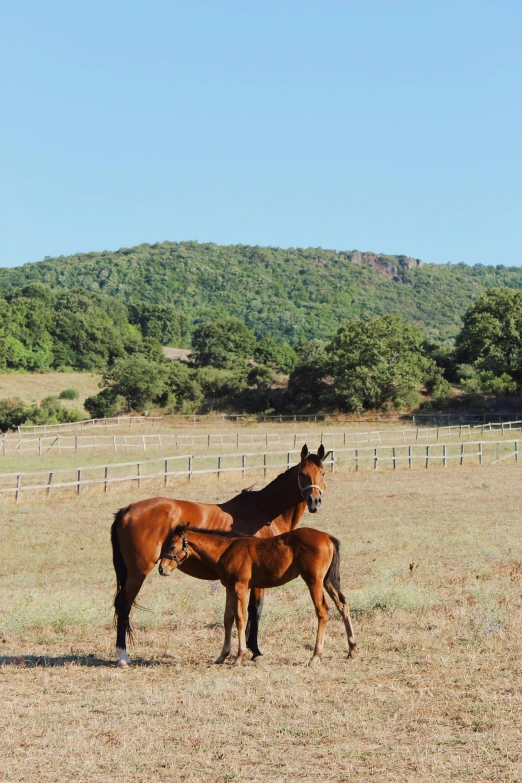 two brown horses standing next to each other in an empty field