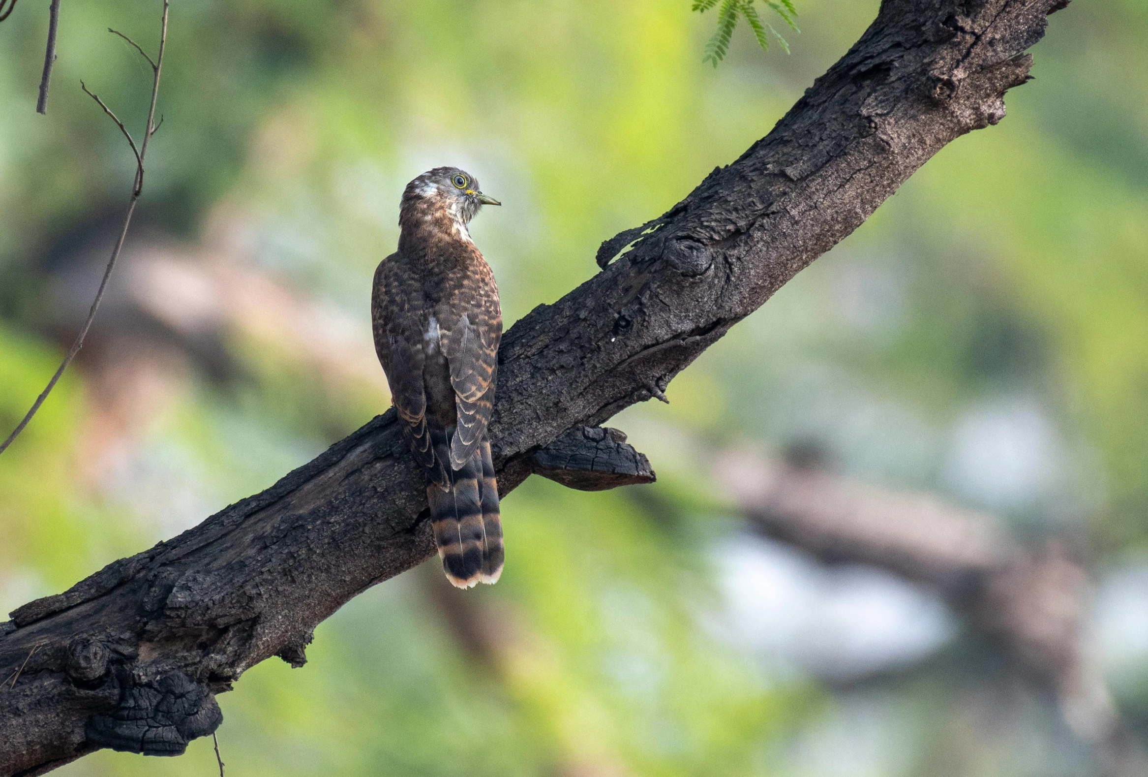 an ornate bird perched on a nch looking around