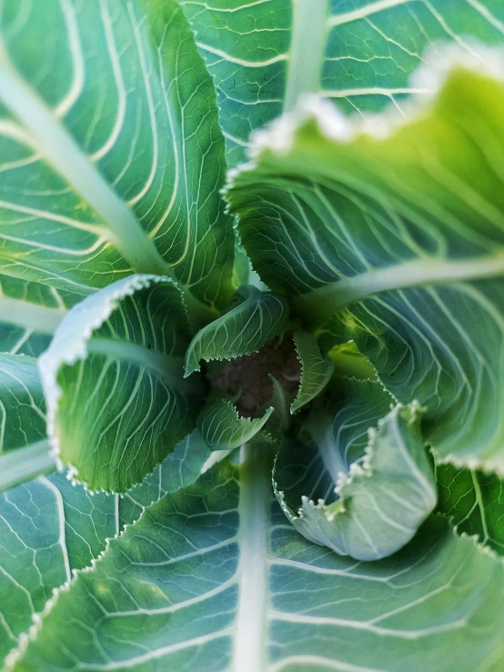 a close up picture of leaves in the center