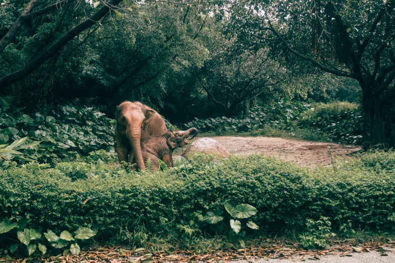 an elephant eating grass next to bushes and trees