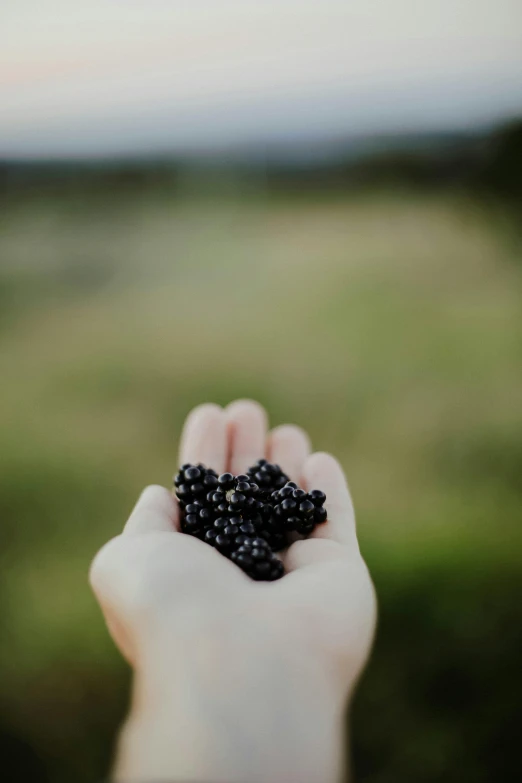 a person holding in their hand a blackberries