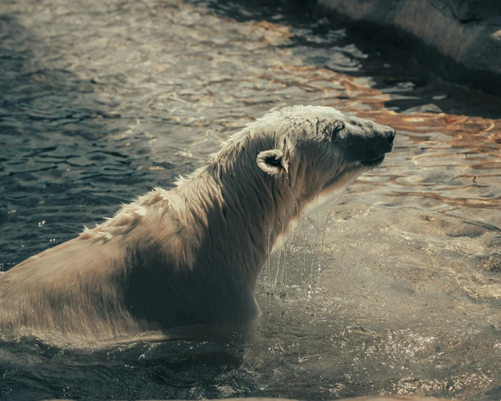 polar bear in water near rocks and rocks