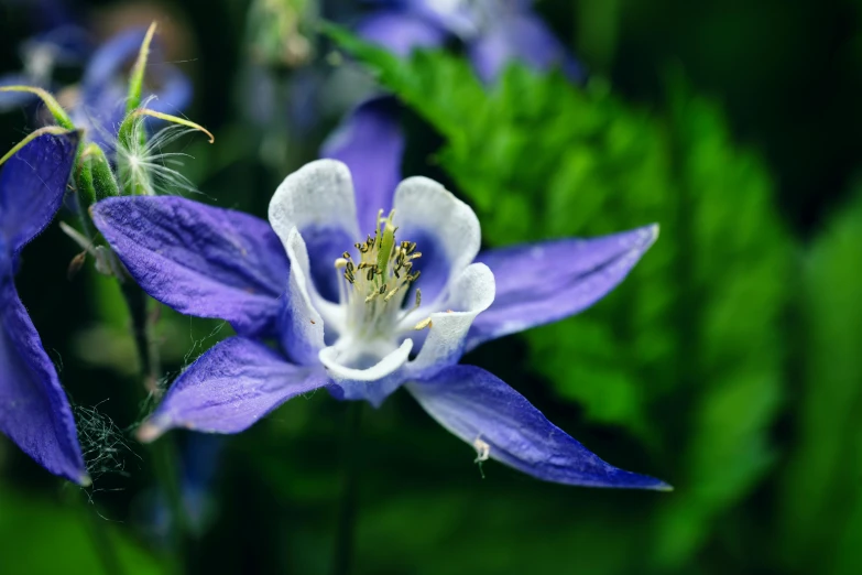 a blue flower with white center surrounded by greenery