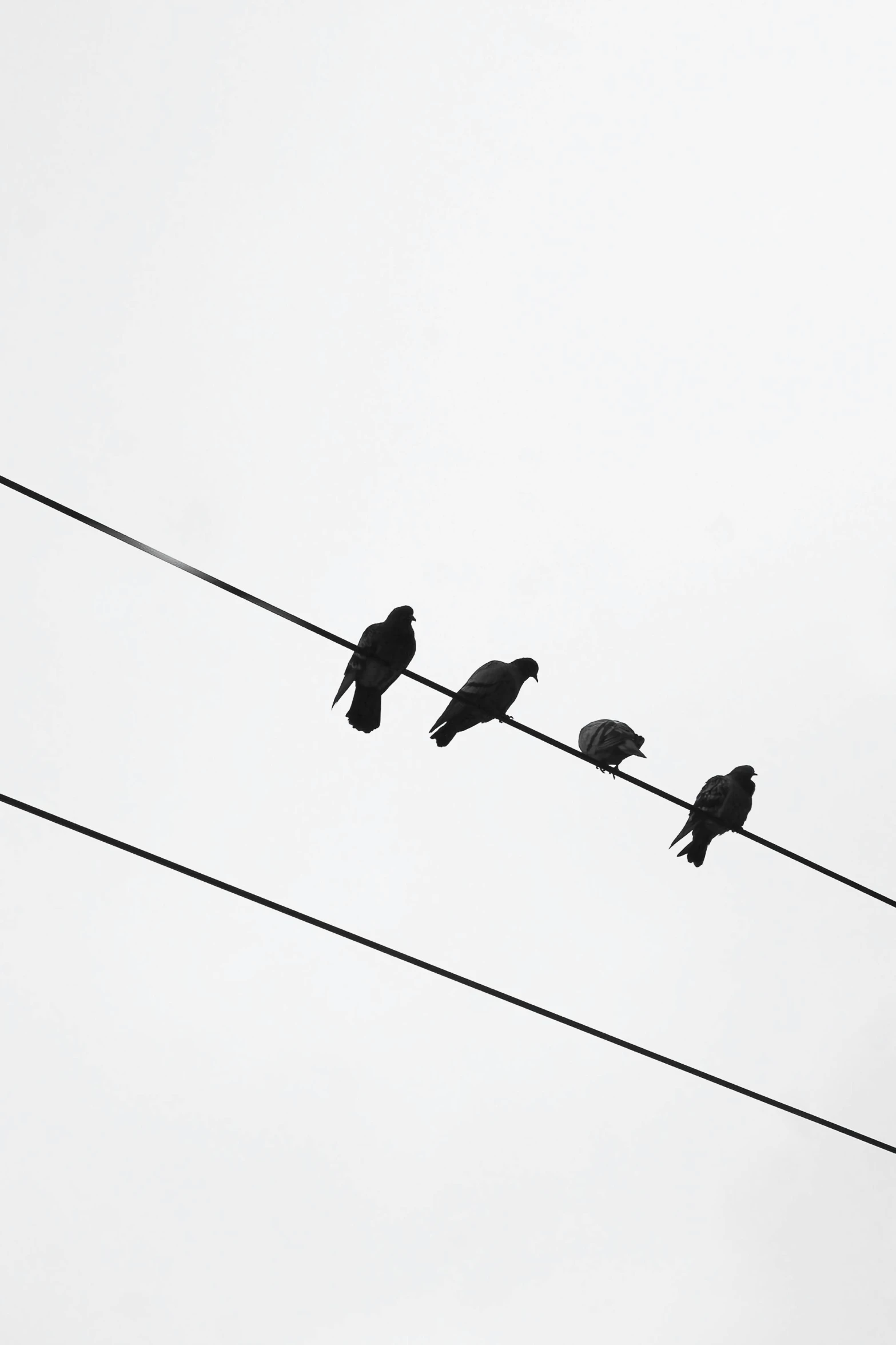 a flock of birds perch on an electrical wire