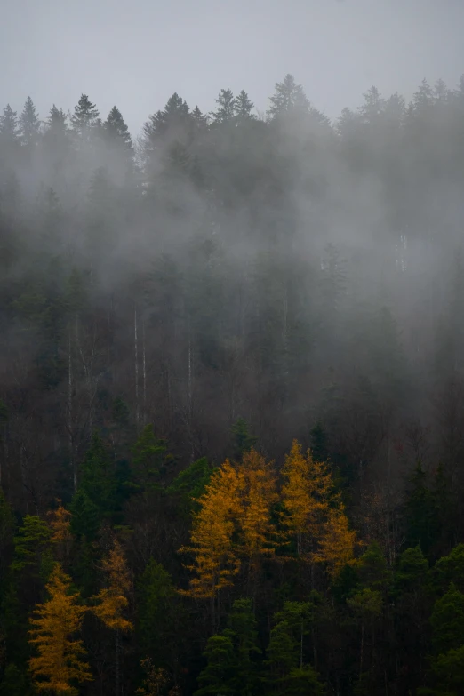 fog covers the trees and mountaintops above the forest