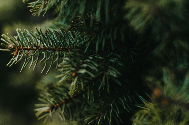 closeup of nches on green pine tree