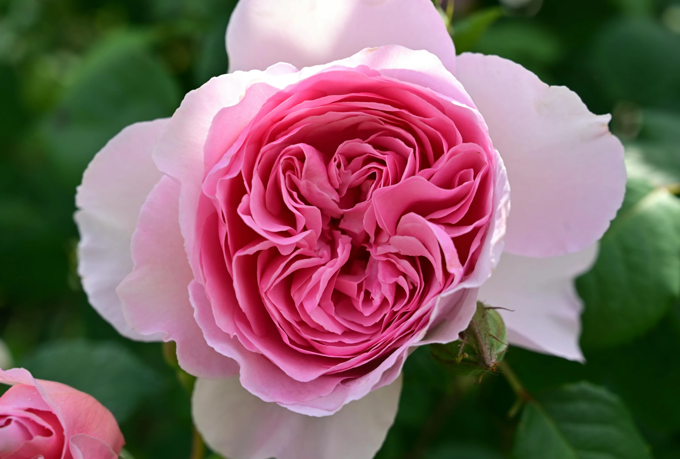 two pink roses with green leaves on the side