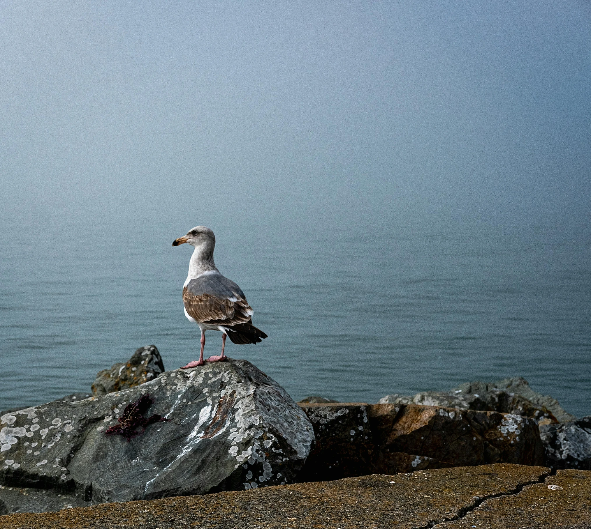 a small bird is standing on a rock