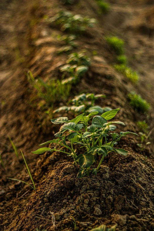 a dirt field with green plants growing on the edge