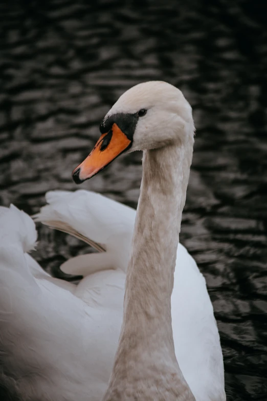 a white swan sitting on top of a lake