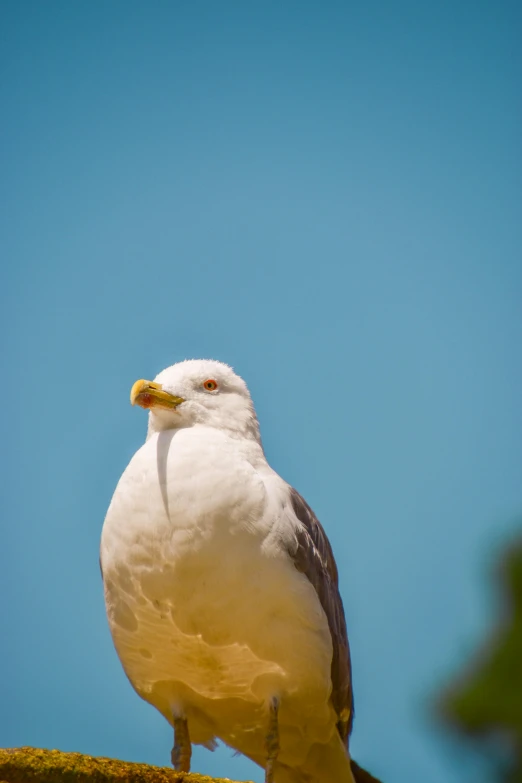 a white and brown bird with yellow beak and a blue sky in the background