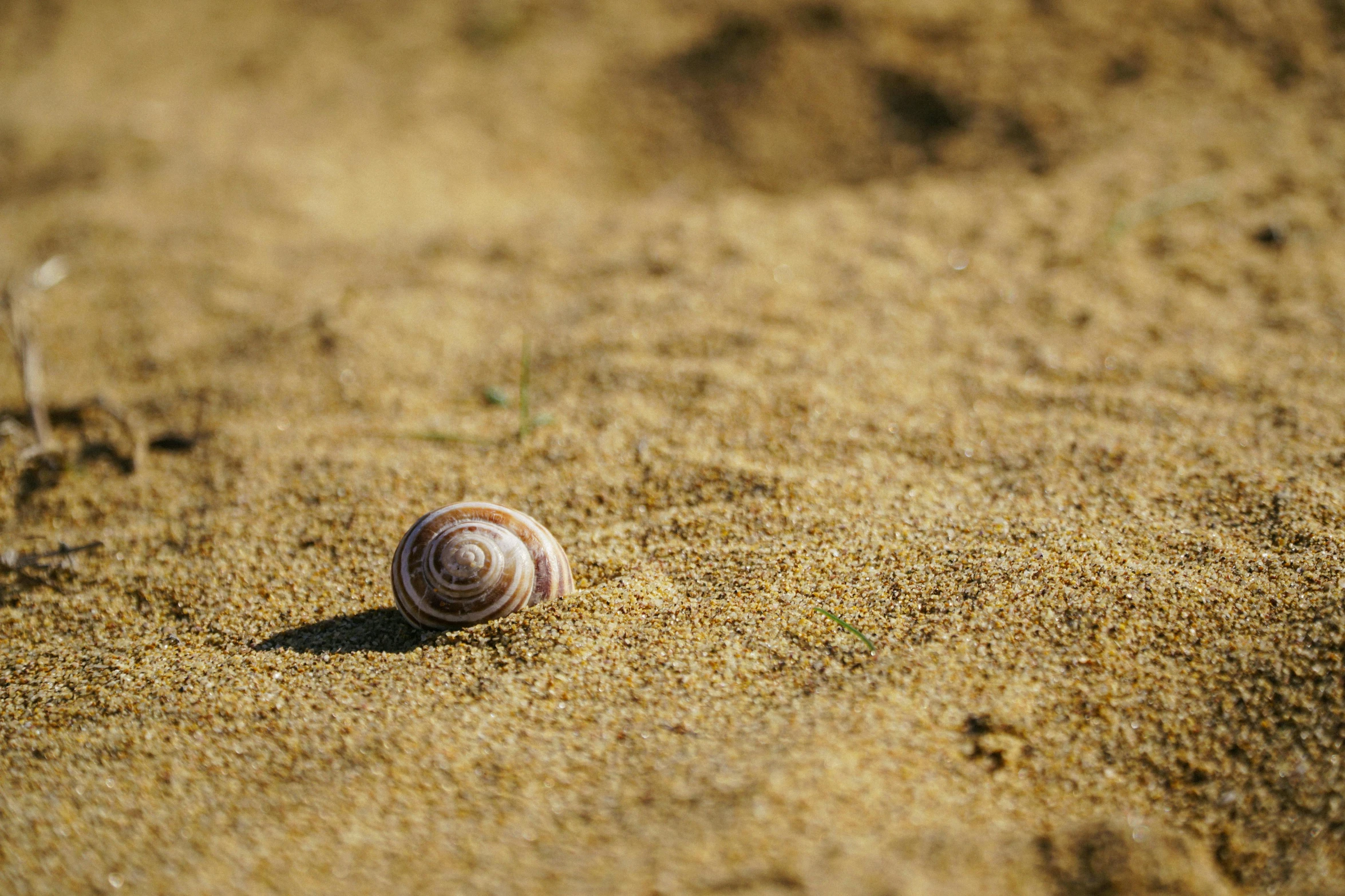 a small snail crawling on some brown sand