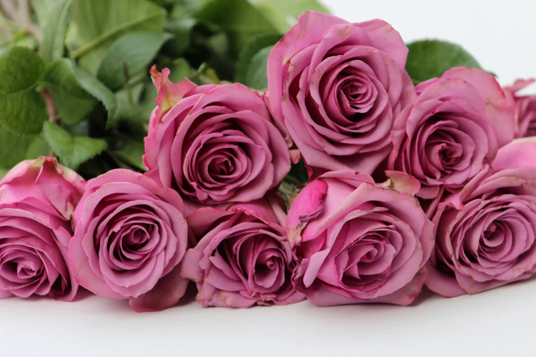 a bunch of pink roses sit in front of leaves