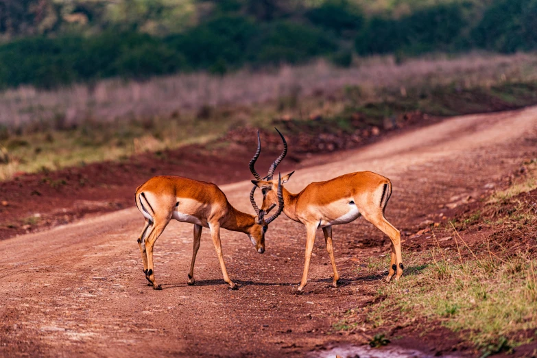 two gazelles with their heads down on a dirt road