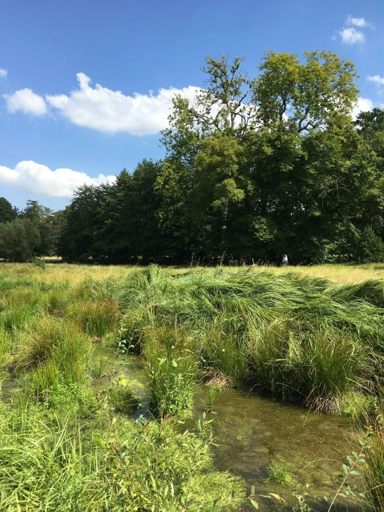 a stream running through the middle of a grass field