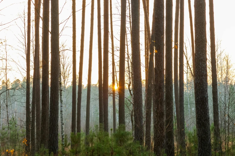 there is the sun setting through the trees in the woods