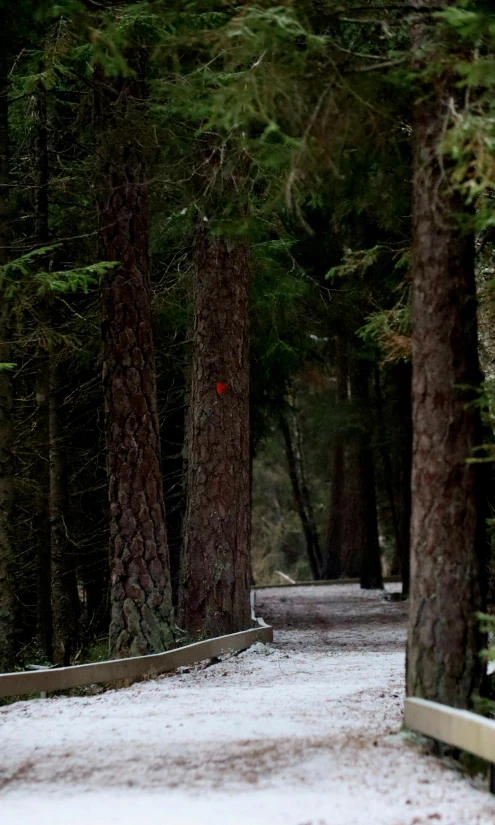 snow and trees line a path surrounded by road