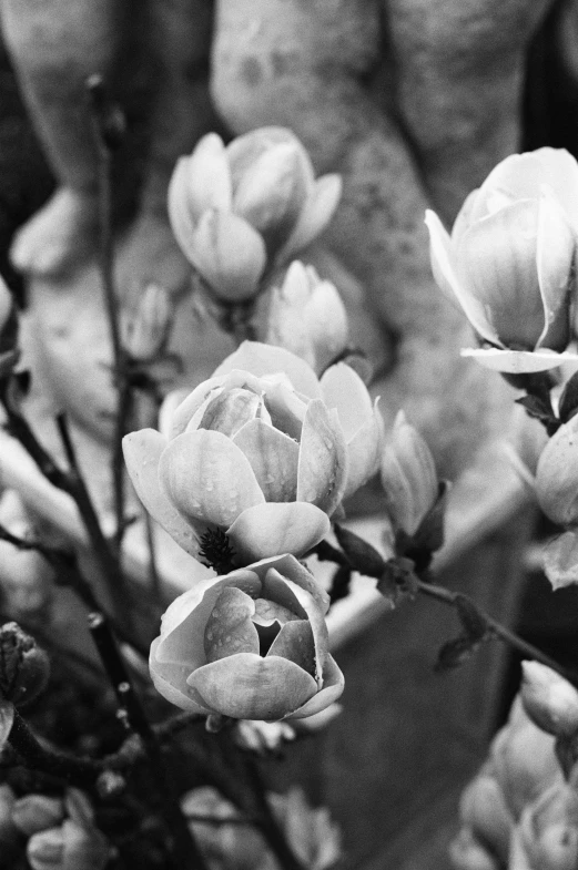 black and white po of roses in the background