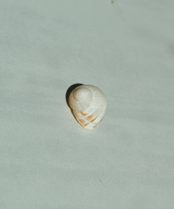 a small sea shell on sand beach