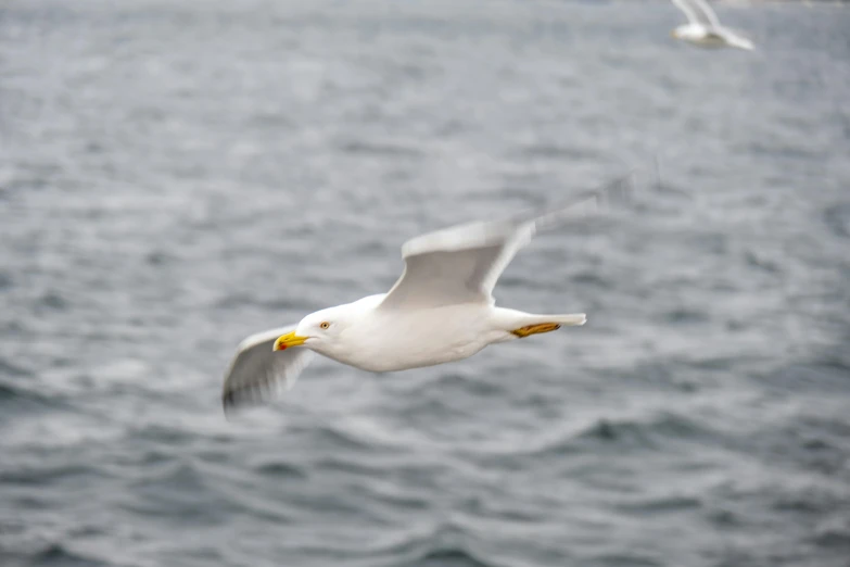 a large white bird flying over the ocean