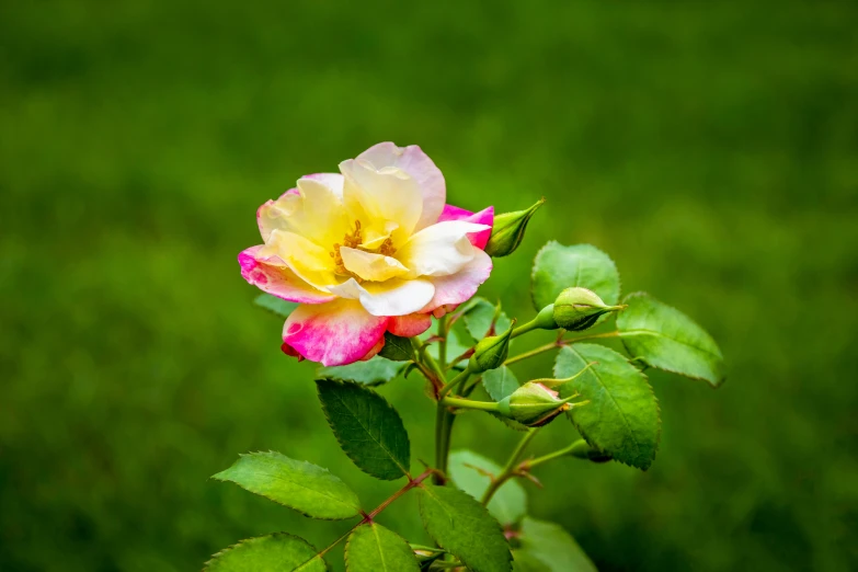 pink, white and yellow rose in the garden