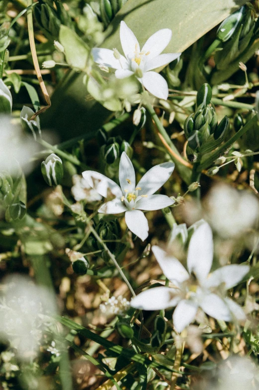 a white flower growing on the ground surrounded by leaves