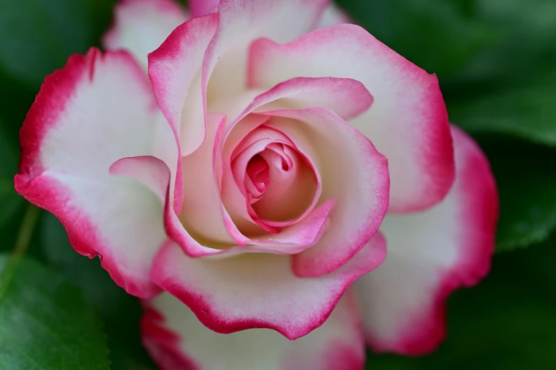 a pink and white rose with leaves in front