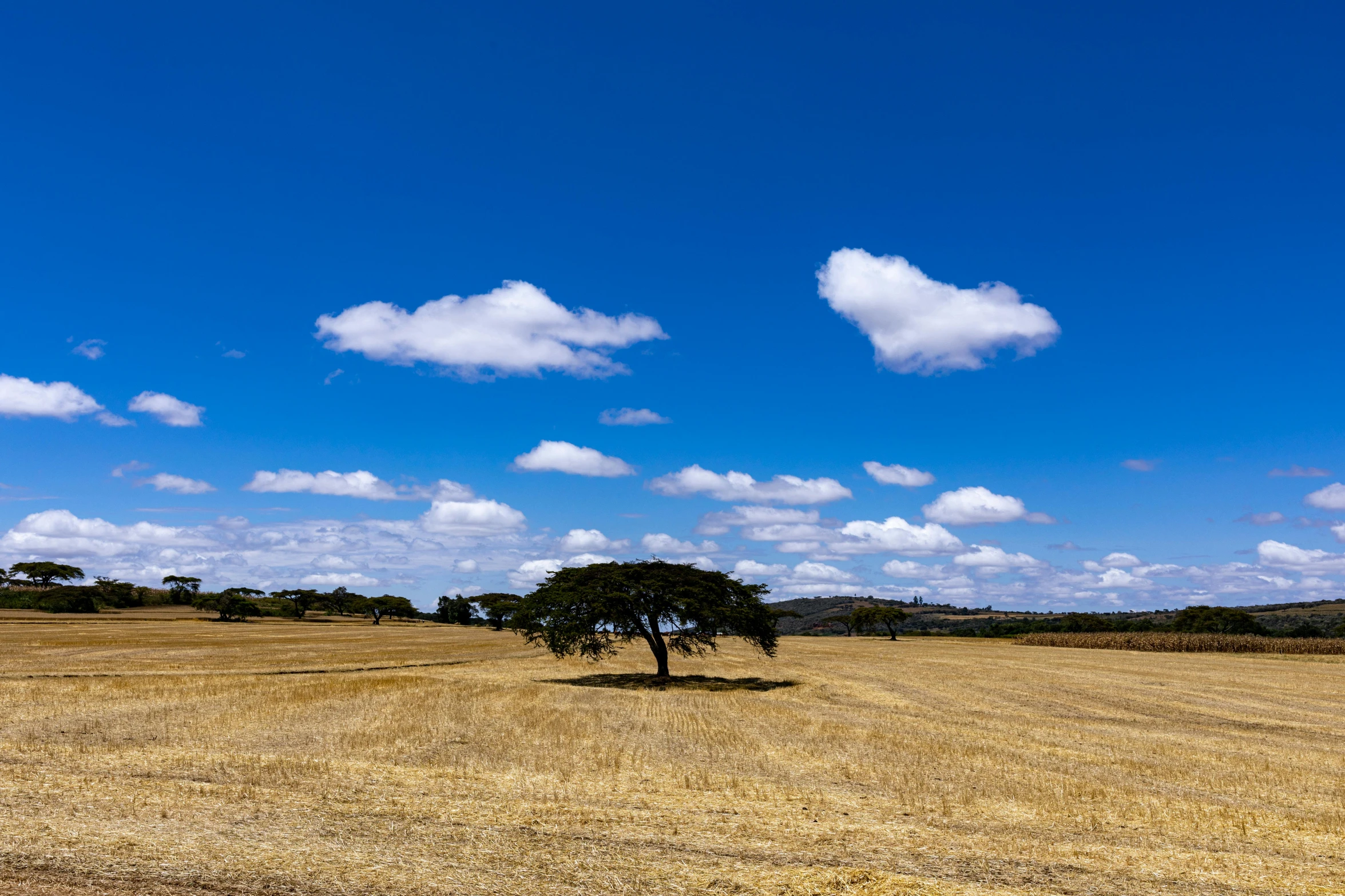 a lone tree in the middle of a grassy plain