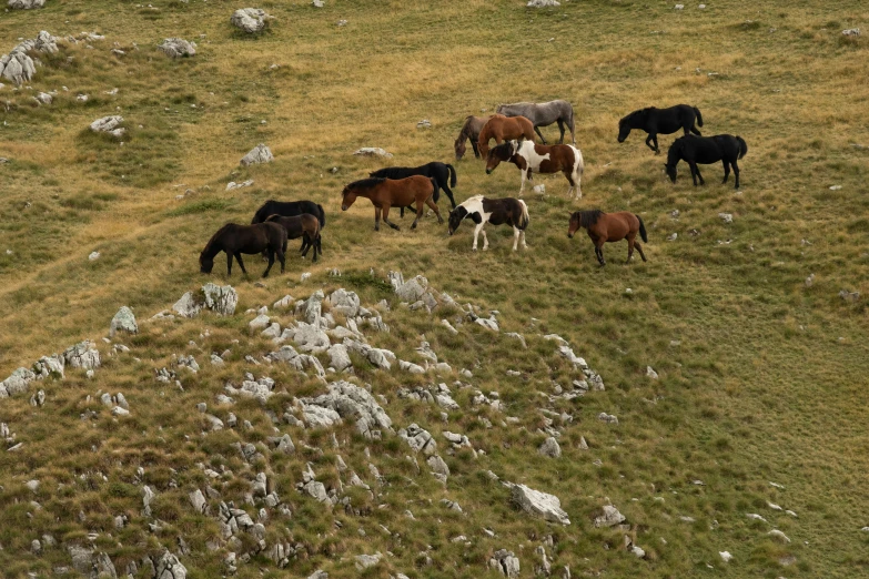 a group of horses standing around in a field