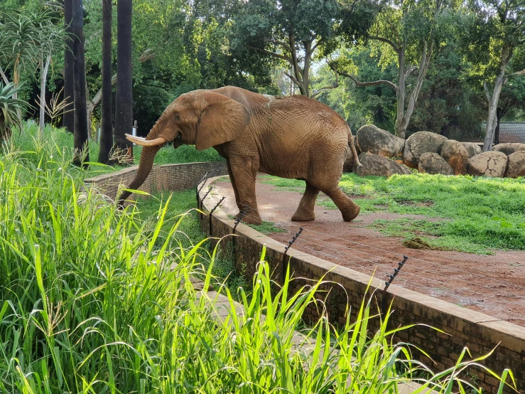 an elephant walking in an enclosure in a park