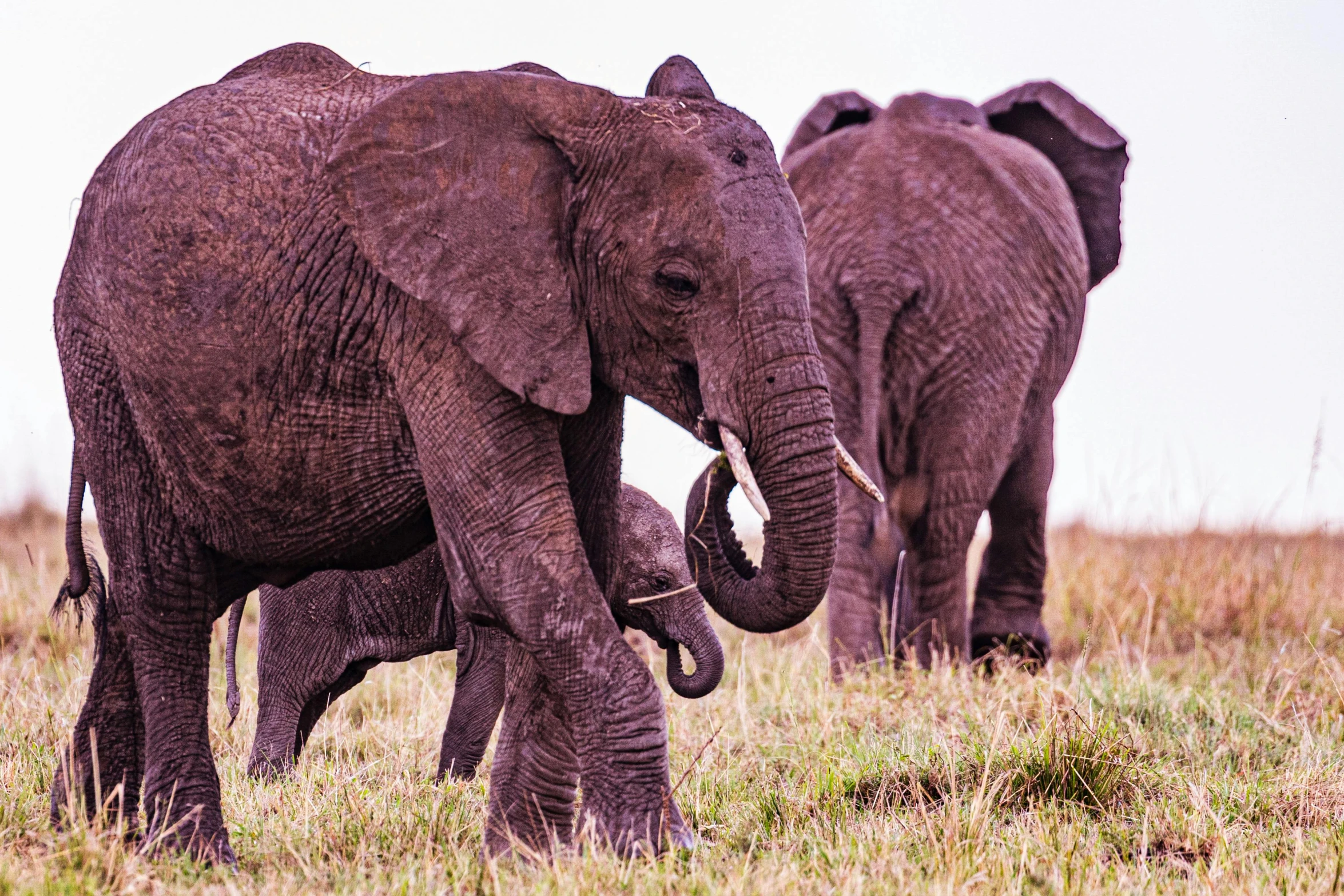 two elephants on the savannah staring at soing