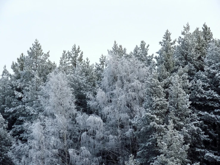 some trees in the snow and one is in the middle