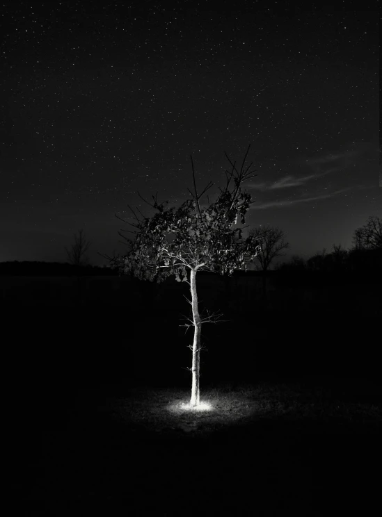 the trees are alone at night in a field