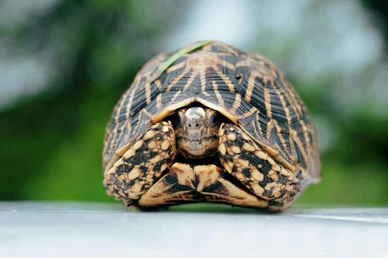 there is a turtle sitting on the table