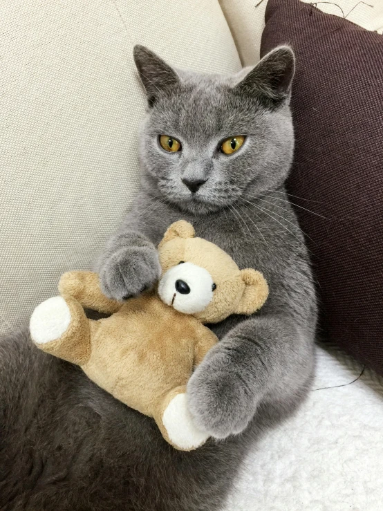 a cat is sitting on the arm of a couch with a stuffed animal