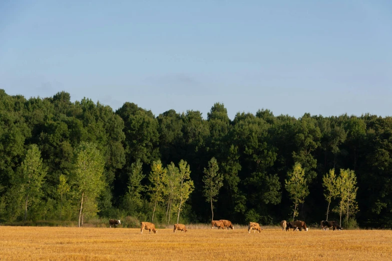 several animals are grazing in an open field