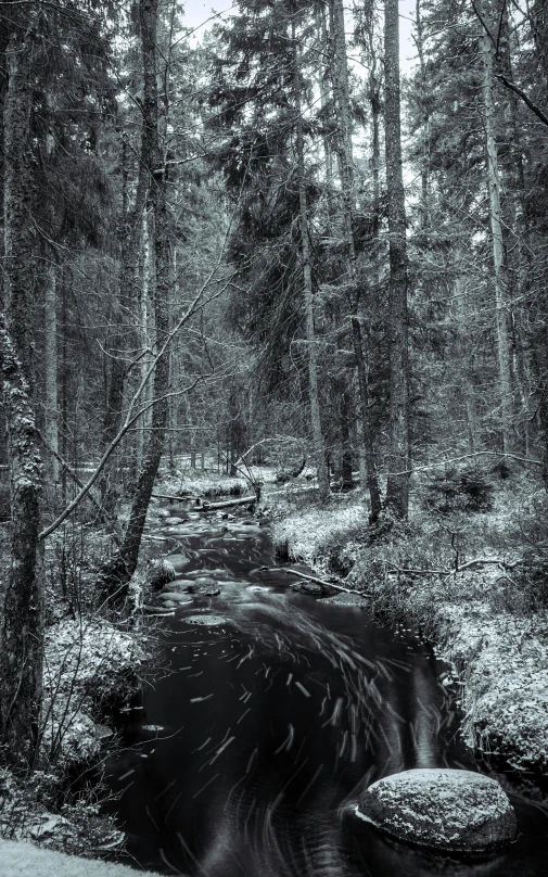 an image of water running into the woods