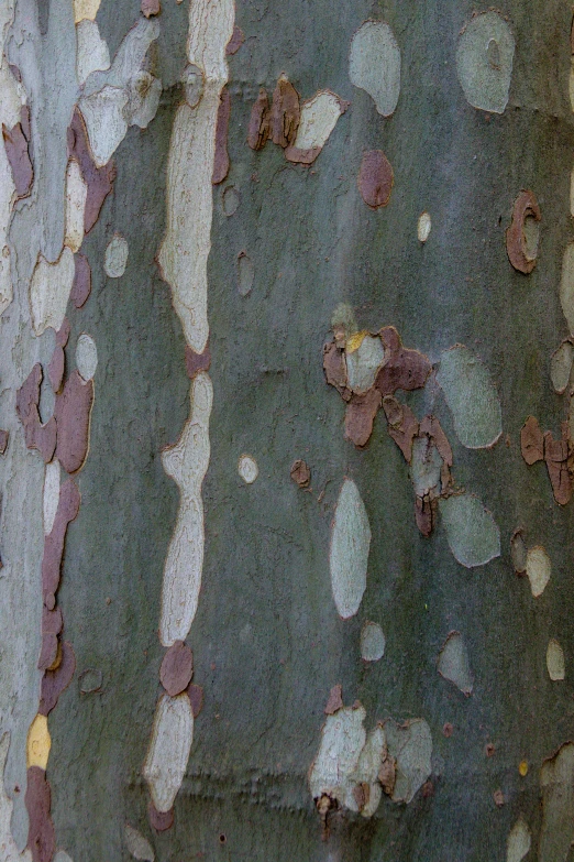 the bark of a tree with brown and white spots