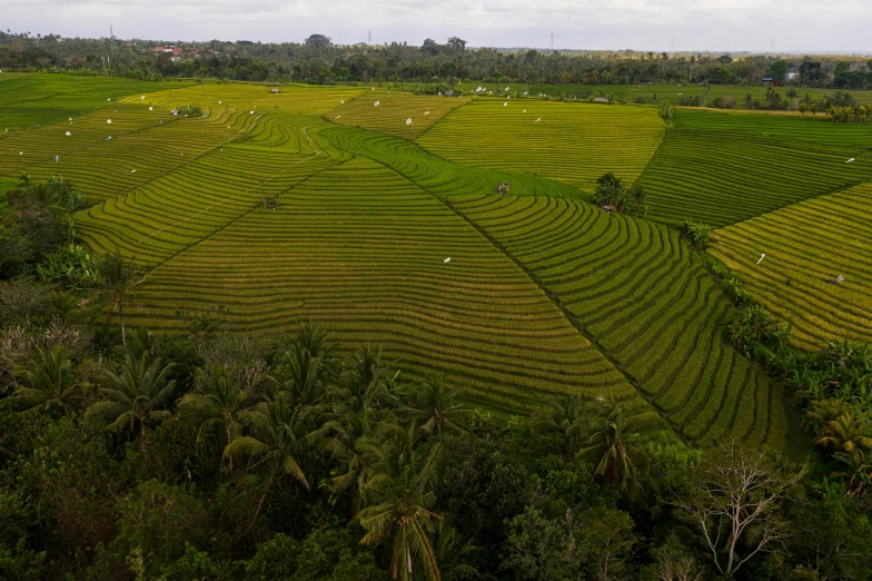 there are many trees and fields in this area