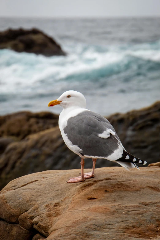 a seagull sitting on a rock near the ocean