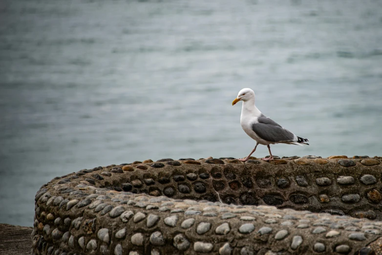 a bird is sitting on a wall overlooking the ocean