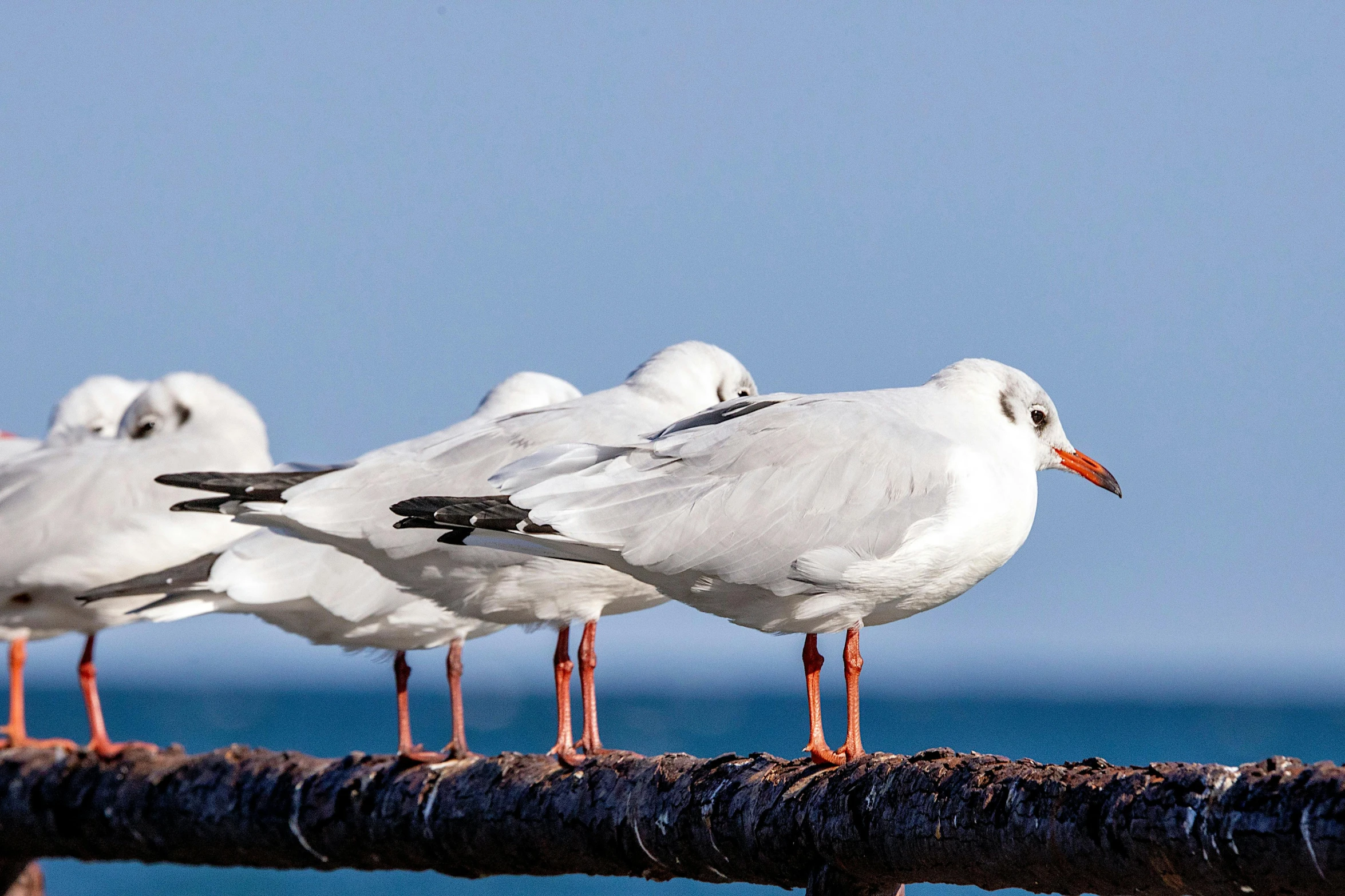 five white seagulls sitting on a piece of wood