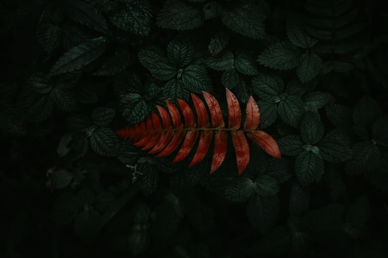 a red plant is standing in the dark