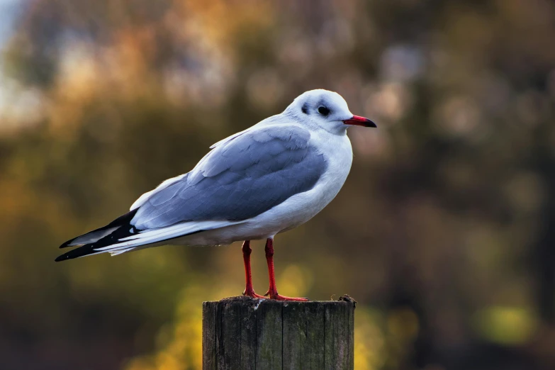 the bird sits on top of the post