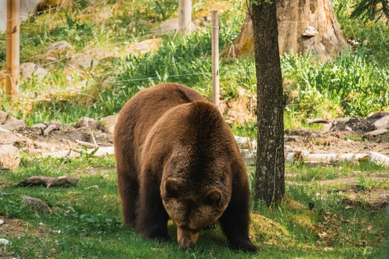 a brown bear sniffs the ground and sniffs a tree
