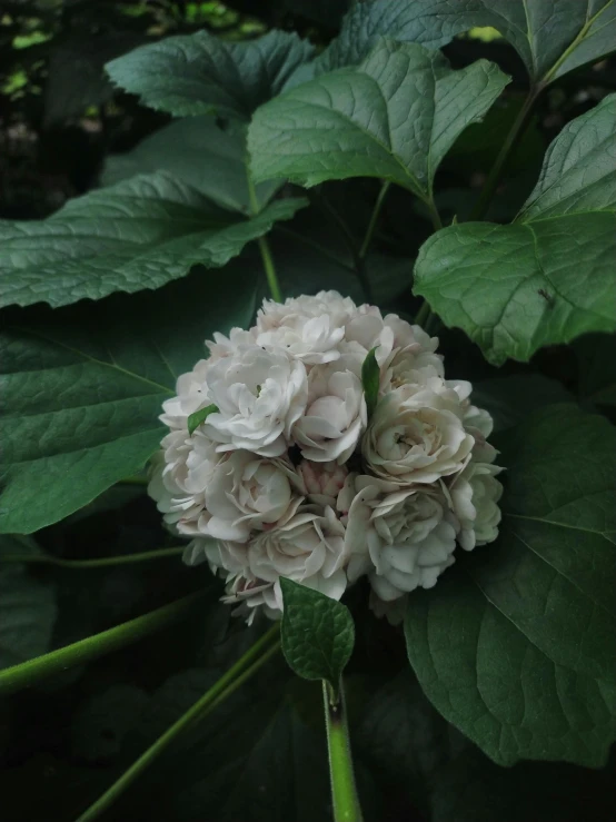 two flowers surrounded by green leaves and water droplets