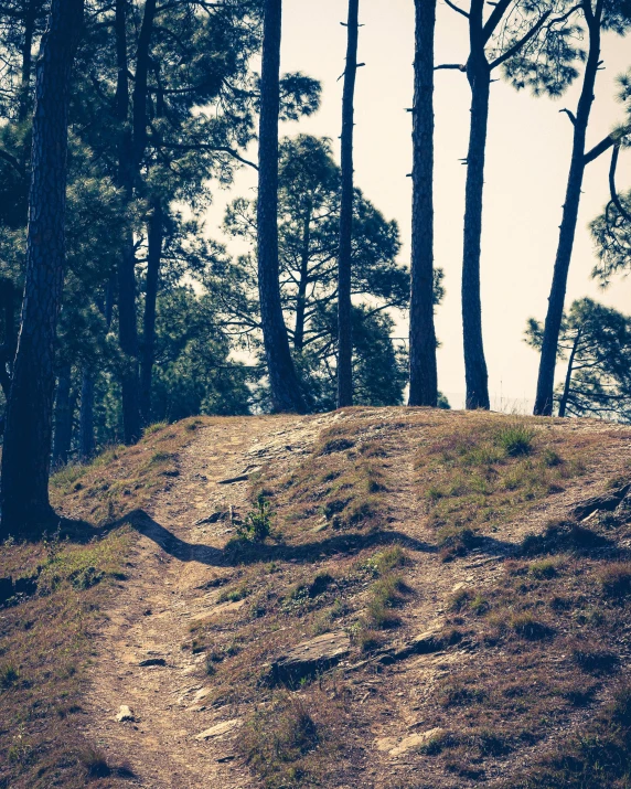 man riding horse over dirt field through trees