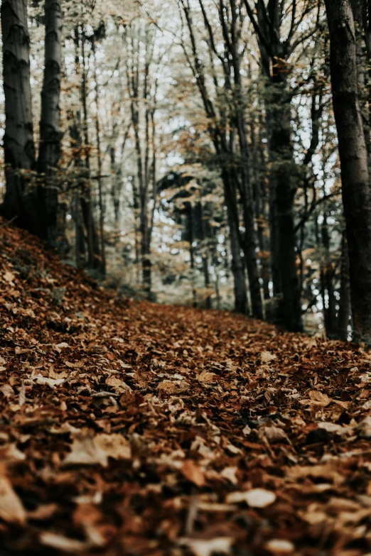 the ground in the forest covered with leaves