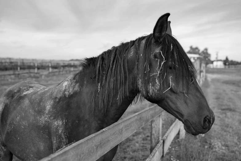 a close up of a horse standing in a field